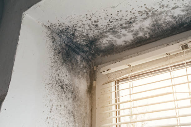 Affordable Mold Cleanup solutions in Long Beach, MD